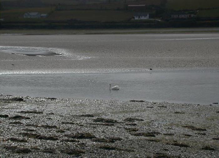 Swan at Inchidoney.jpg 66.6K